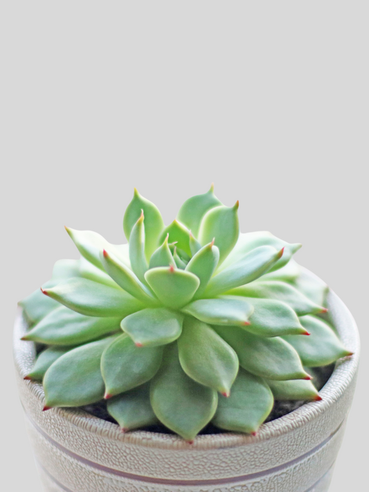 Suculenta